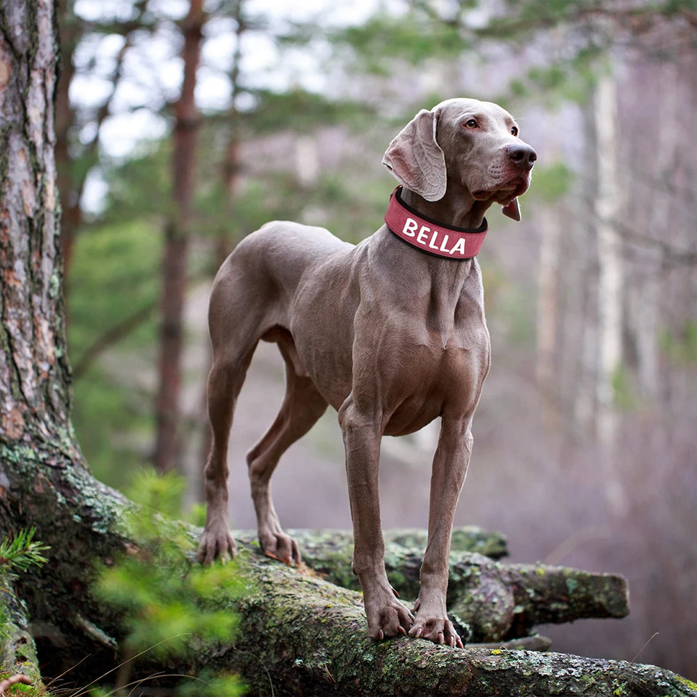 Collier personnalisé en cuir rembourré pour chiens de taille moyenne à grande